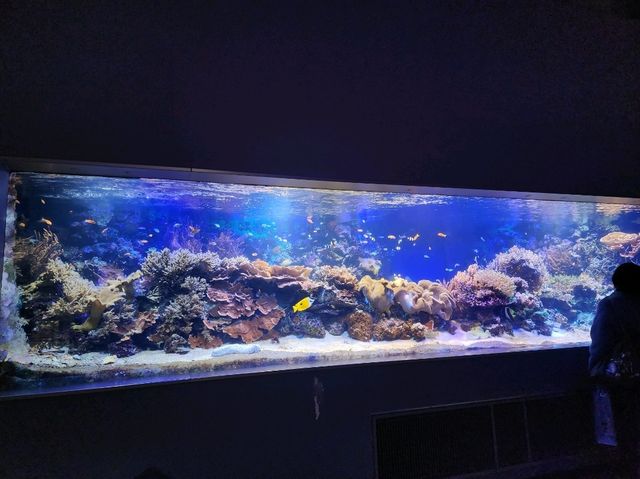 鳥羽水族館🪼蠻遠但值得一去