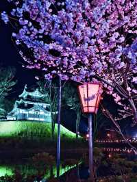 【新潟】行かなきゃ損‼️日本三大夜桜の１つ✨夜桜が水面に浮かぶ幻想世界🌸