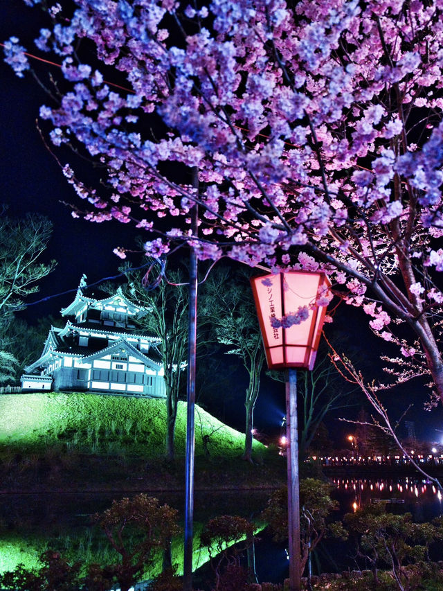 【新潟】行かなきゃ損‼️日本三大夜桜の１つ✨夜桜が水面に浮かぶ幻想世界🌸