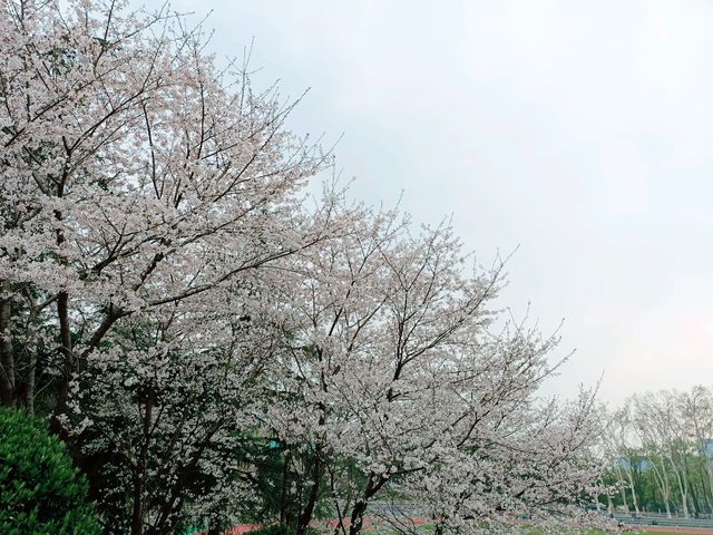 武漢賞櫻之旅：武漢大學櫻花大道