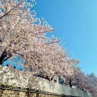 SPRINGTIME SERENITY | A WALK THROUGH ONCHEONCHEON STREAM