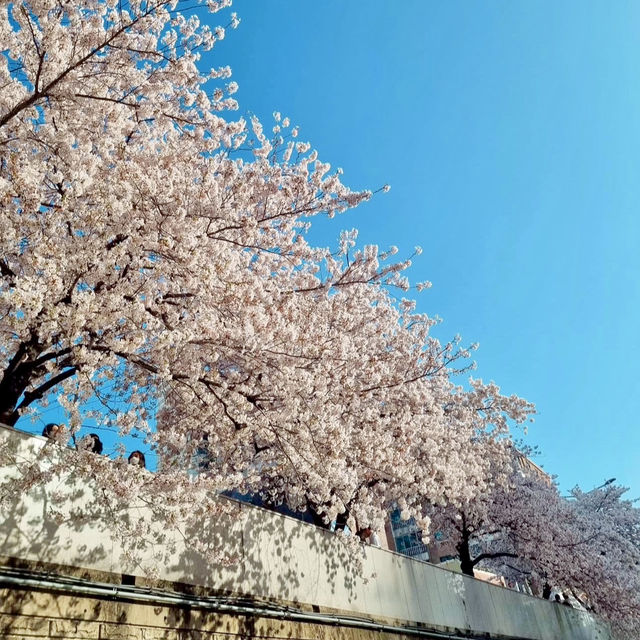 SPRINGTIME SERENITY | A WALK THROUGH ONCHEONCHEON STREAM