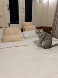 รีสอรท์ในสังขละบุรี ต้อนรับน้องแมว 