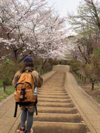 【神奈川】山日記｜桜を見ながらハイキング🥾