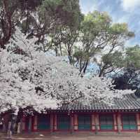 지금 가야하는 제주시 벚꽃명소🌸