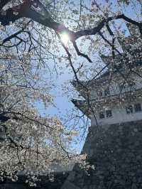 追到名古屋城櫻花