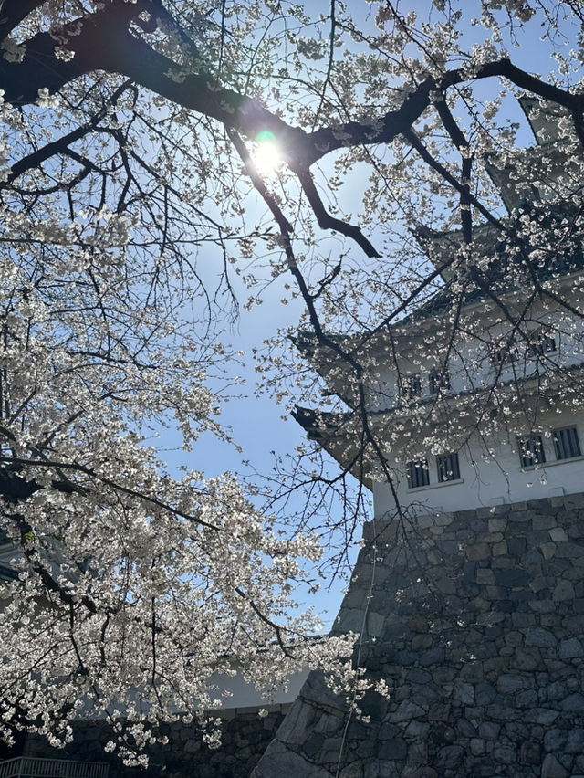 追到名古屋城櫻花
