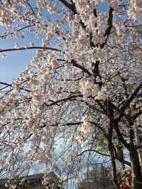 嵐山隱世賞樱秘境🌸車折神社⛩️