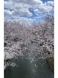 일본은 벚꽃왕국이에요🌸(일본 벚꽃명소)