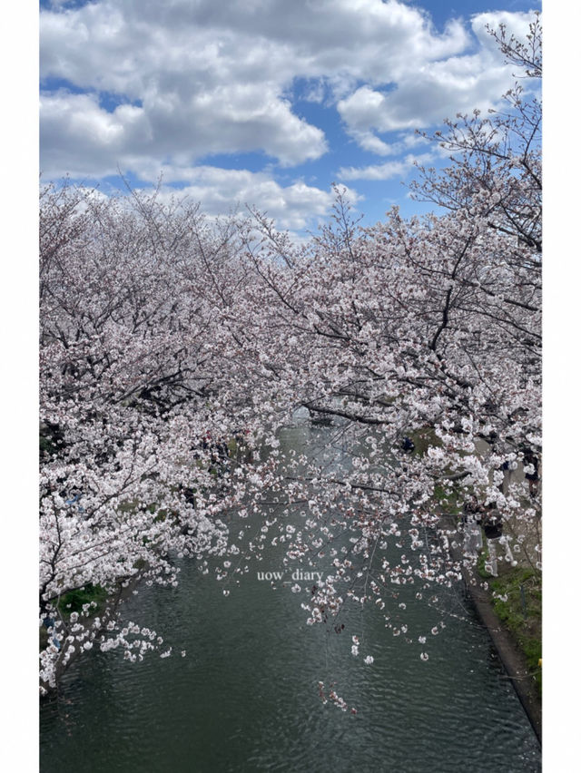 일본은 벚꽃왕국이에요🌸(일본 벚꽃명소)