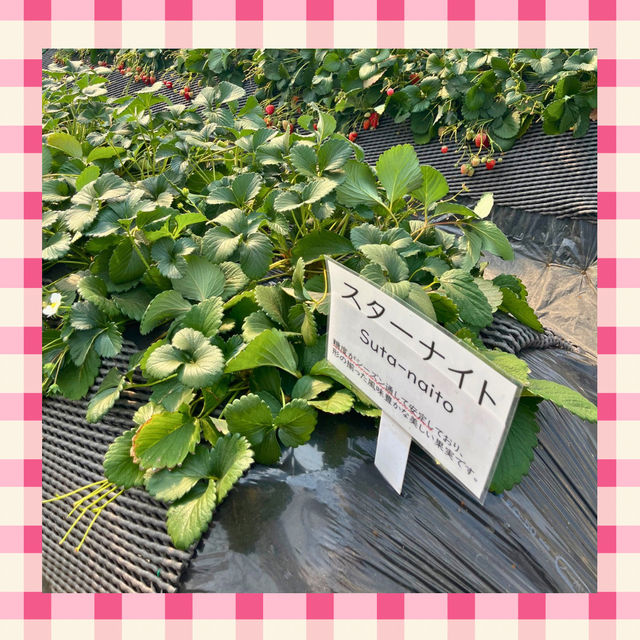 【千葉】でいちご狩り🍓