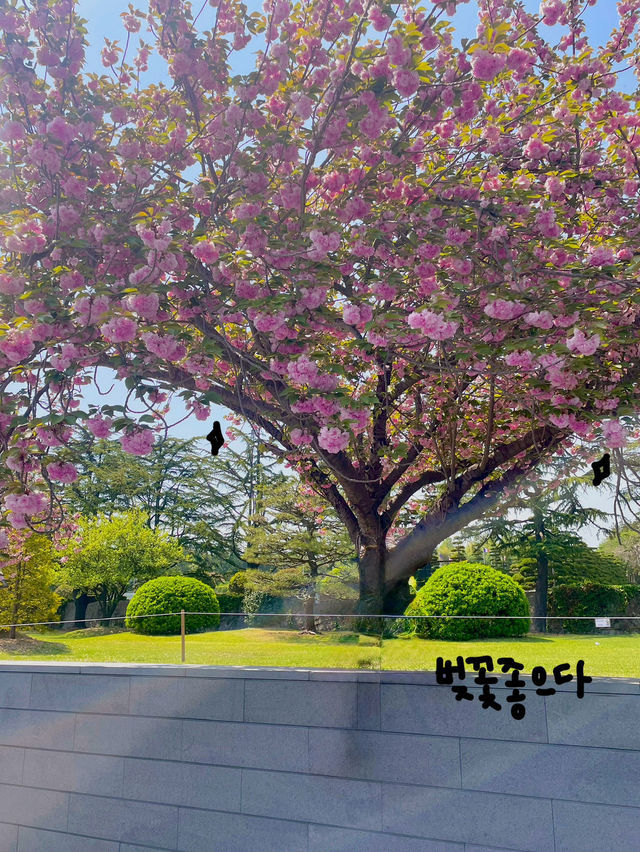 🌸 부산 유엔공원, 핑크 겹벚꽃과 함께한 봄날