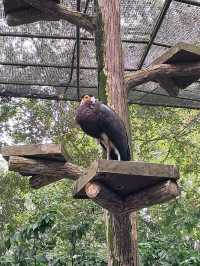 Roars, Paws & Jungle Laws – A Day at Zoo Negara