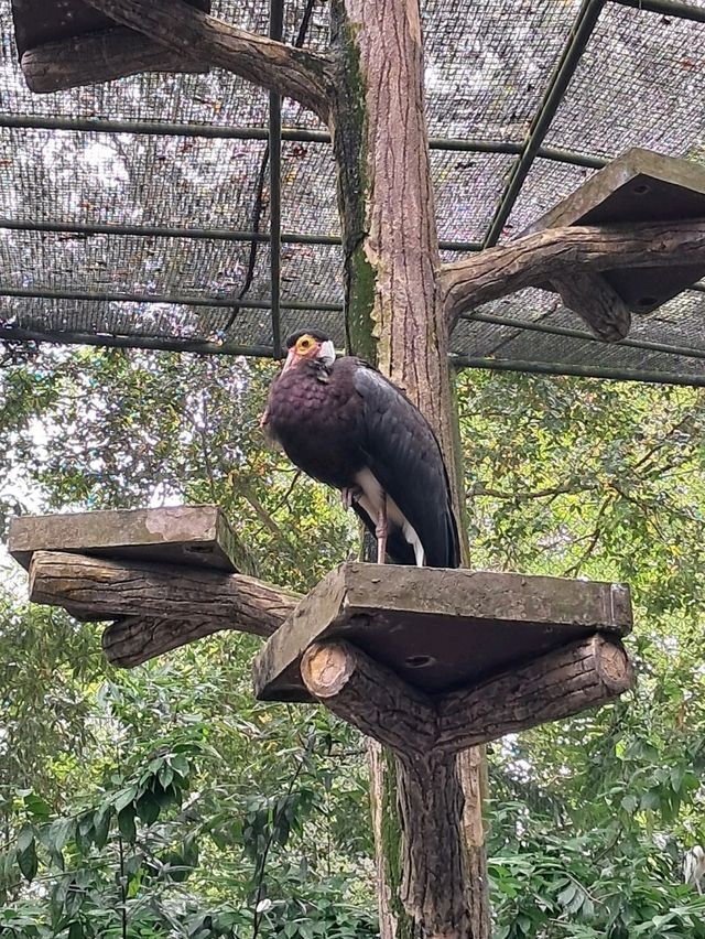 Roars, Paws & Jungle Laws – A Day at Zoo Negara