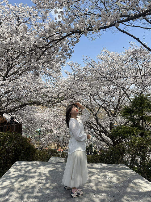 진주 벚꽃명소 여기 빨리 가!