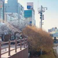 Springtime Serenity: Cherry Blossom Strolls in Mokcheok Park
