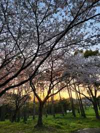 벚꽃과 노을 사이, 제주 신산공원에서 잠시 멈춘 시간🌸🌅