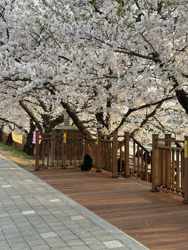 청주 도심 속 벚꽃 힐링 스팟, 무심천 벚꽃길🌸🤍