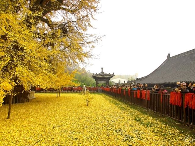 【中国】圧巻の千年銀杏！西安郊外の「古観音禅寺」