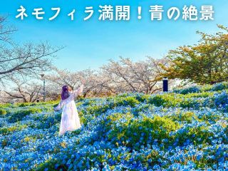 [Aichi] Spectacular view! The blue world created by nemophila💎