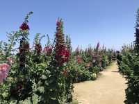 學甲蜀葵花季一日輕旅行～花牆爆炸美