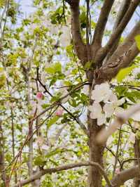 Solitude in Pink: Finding Zen Among Xiliu Lake's Cherry Blossoms