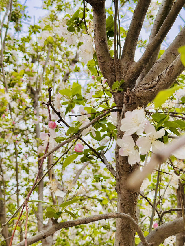 Solitude in Pink: Finding Zen Among Xiliu Lake's Cherry Blossoms