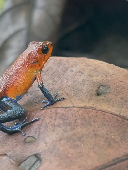 コスタリカ🇨🇷🦥