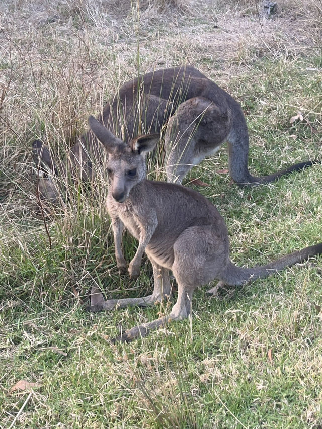 Close encounter with the kangaroos 