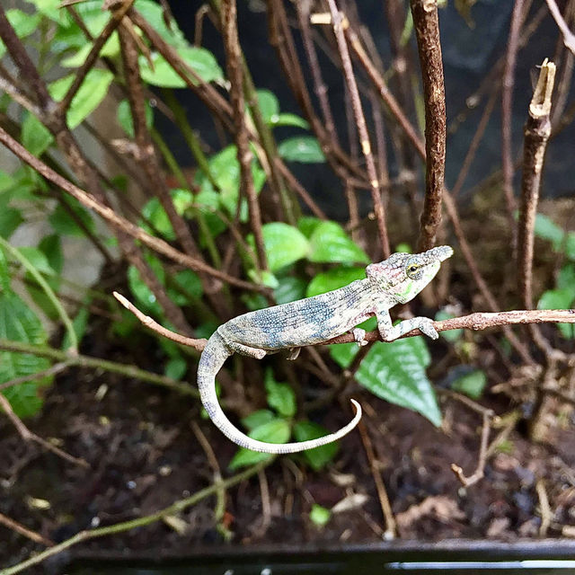Réserve Peyrieras Madagascar Exotic｜近距離認識馬達加斯加生物