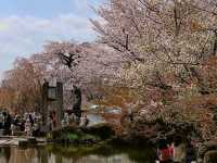 京都最古老的公園賞櫻---圓山公園，祇園枝垂櫻