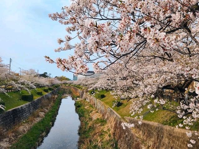 名古屋-山崎川四季之路，日本百佳賞櫻勝地