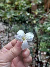 闖蕩漫步大埔滘✨🚶🏼 香港行山好去處✨