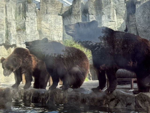 上海野生動物園優質動物園之選👍👍