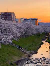 Saho River Cherry Blossoms– Nara’s 7KM Sakura Serenade