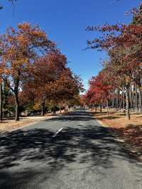 Explore Great Ocean Road in Australia 