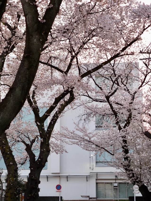 Musashino Park – Tokyo’s Suburban Sakura Sanctuary