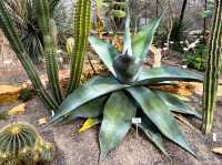 【知的好奇心がくすぐられる】ウニヴェルシテート・チューリッヒ植物園 🌿🔬