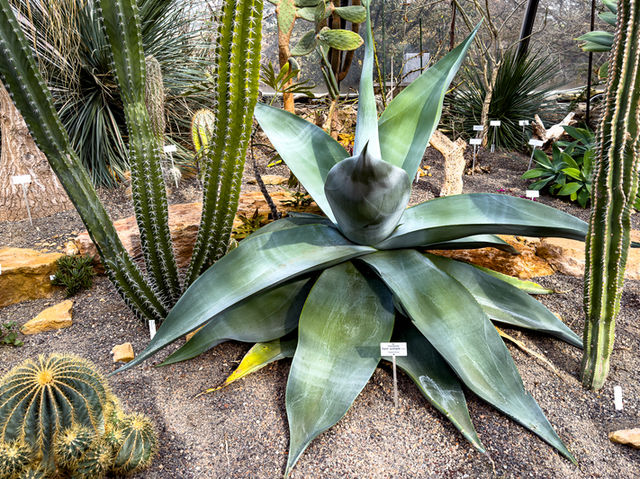 【知的好奇心がくすぐられる】ウニヴェルシテート・チューリッヒ植物園 🌿🔬