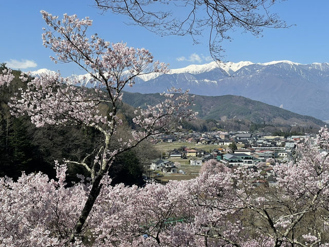 天下第一櫻 唔係浪得虛名