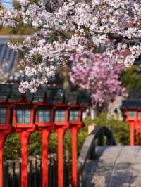 Rokusonno Shrine: Kyoto’s Hidden Sakura Sanctuary