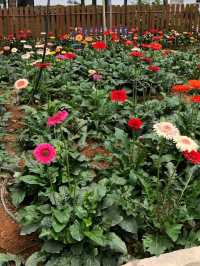 🍓✨ Genting Strawberry Leisure Farm: A Berry Sweet Escape!