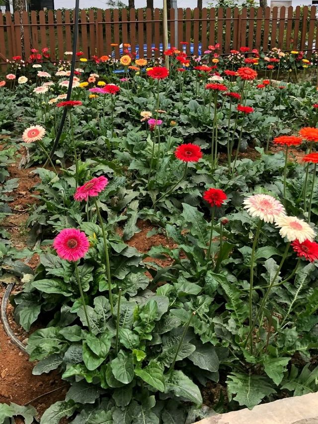 🍓✨ Genting Strawberry Leisure Farm: A Berry Sweet Escape!