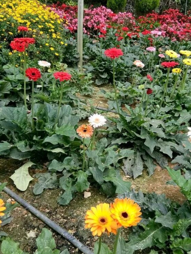 🍓✨ Genting Strawberry Leisure Farm: A Berry Sweet Escape!