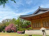 Hangang Park: Amazing Cherry Blossoms