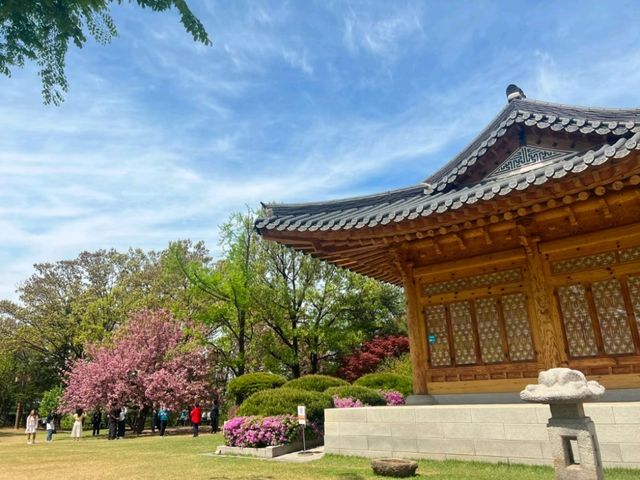 Hangang Park: Amazing Cherry Blossoms