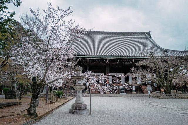 🌸 Shinnyo-do Temple: Kyoto’s Best-Kept Secret for Golden Hour Sakura 🌸
