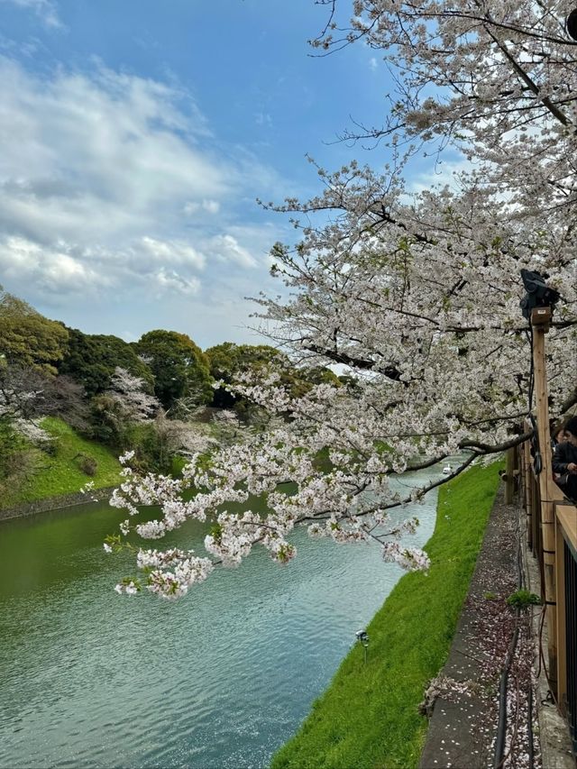 Chidorigafuchi Sakura – Tokyo’s Iconic Moat of Blossoms