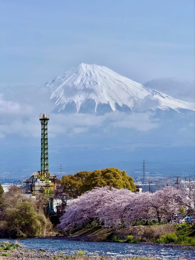 Ryuganbuchi Sakura – A Serene Cherry Blossom Riverside in Fujieda, Shizuoka