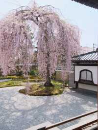 Kyoto Cherry Blossom Season | 2 Seriously Underrated Spots for Stunning Weeping Cherry Blossoms 🌸